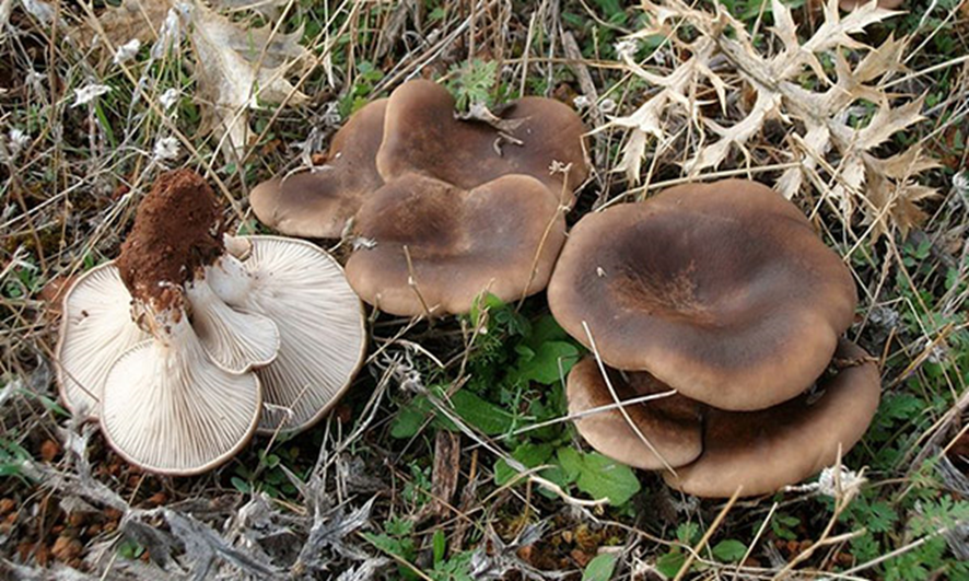 SETA DE CARDO
