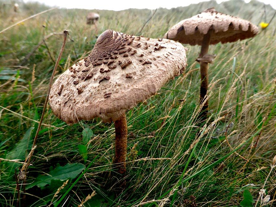 PARASOL